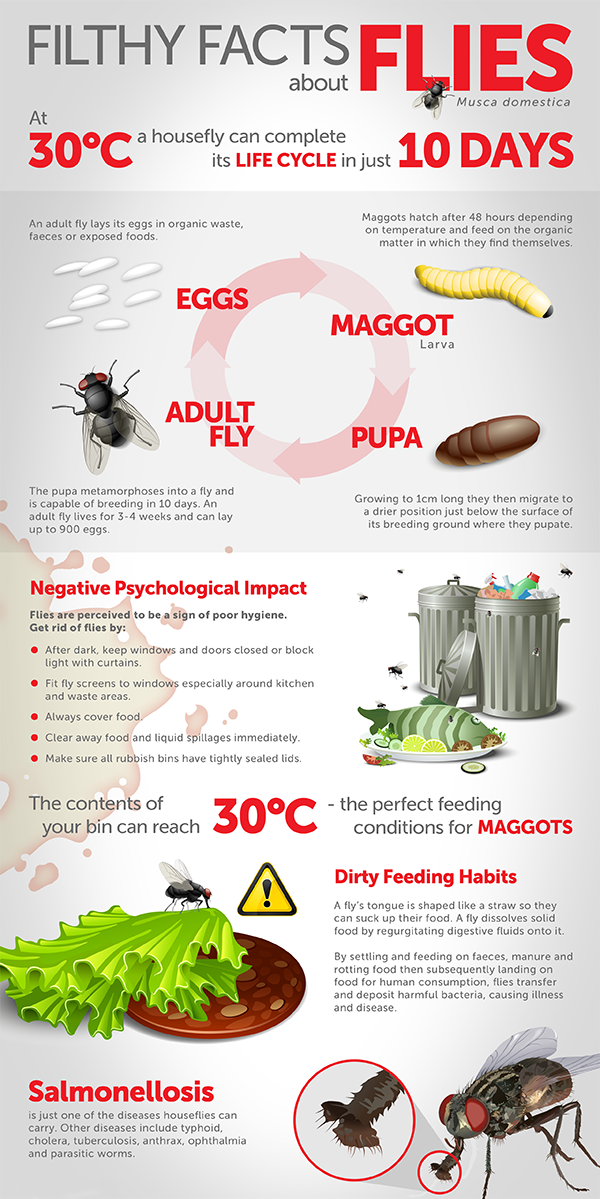 infographic about flies