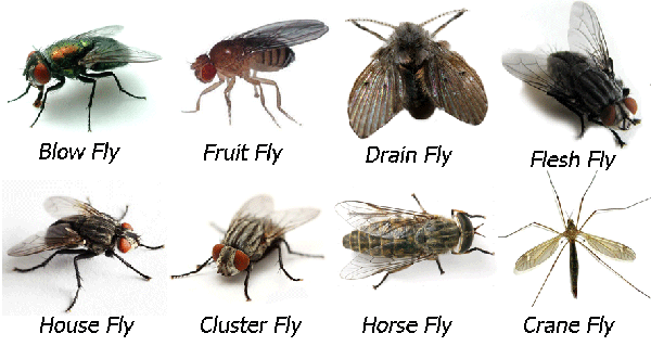 fly types